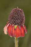 Grassleaf coneflower